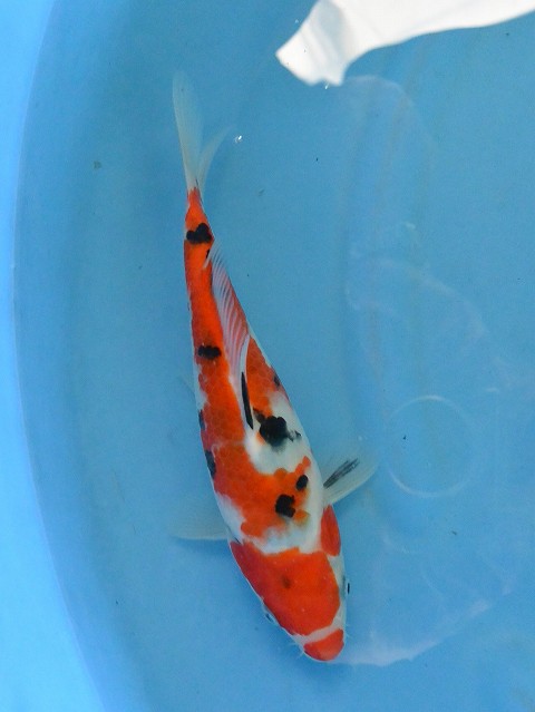 f:id:koikoimatsuda:20200410171050j:plain