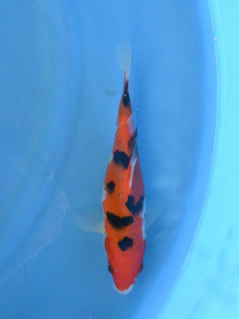 f:id:koikoimatsuda:20200410171105j:plain