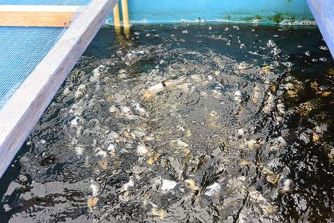 f:id:koikoimatsuda:20200411121629j:plain