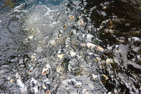 f:id:koikoimatsuda:20200411121653j:plain