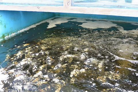 f:id:koikoimatsuda:20200411121733j:plain