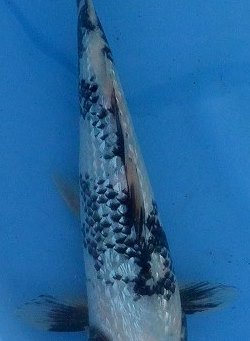 f:id:koikoimatsuda:20200416120203j:plain