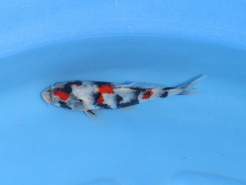 f:id:koikoimatsuda:20200425115242j:plain