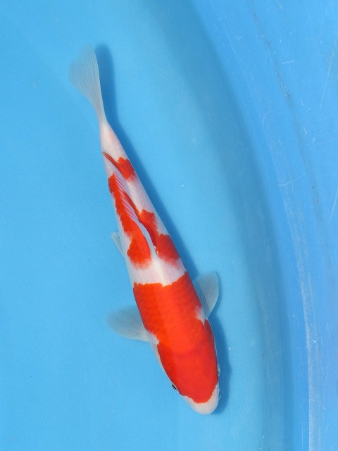 f:id:koikoimatsuda:20200523190534j:plain f:id:koikoimatsuda:20200523190534j:plain