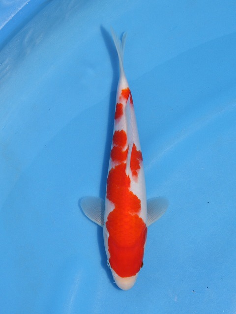 f:id:koikoimatsuda:20200523191345j:plain f:id:koikoimatsuda:20200523191345j:plain