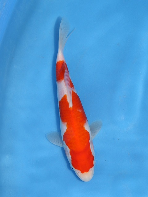 f:id:koikoimatsuda:20200523192032j:plain f:id:koikoimatsuda:20200523192032j:plain