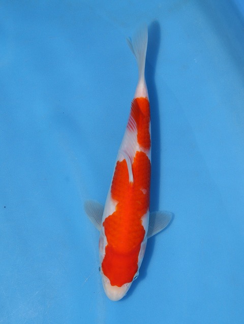 f:id:koikoimatsuda:20200523192128j:plain f:id:koikoimatsuda:20200523192128j:plain