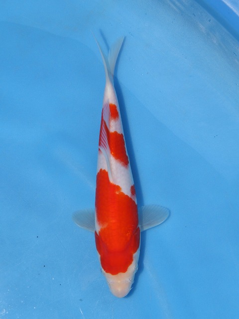 f:id:koikoimatsuda:20200523192617j:plain f:id:koikoimatsuda:20200523192617j:plain