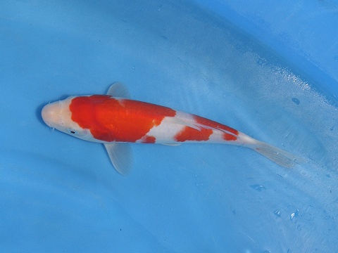 f:id:koikoimatsuda:20200523192649j:plain f:id:koikoimatsuda:20200523192649j:plain