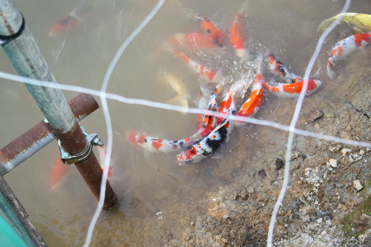 f:id:koikoimatsuda:20200703191725j:plain