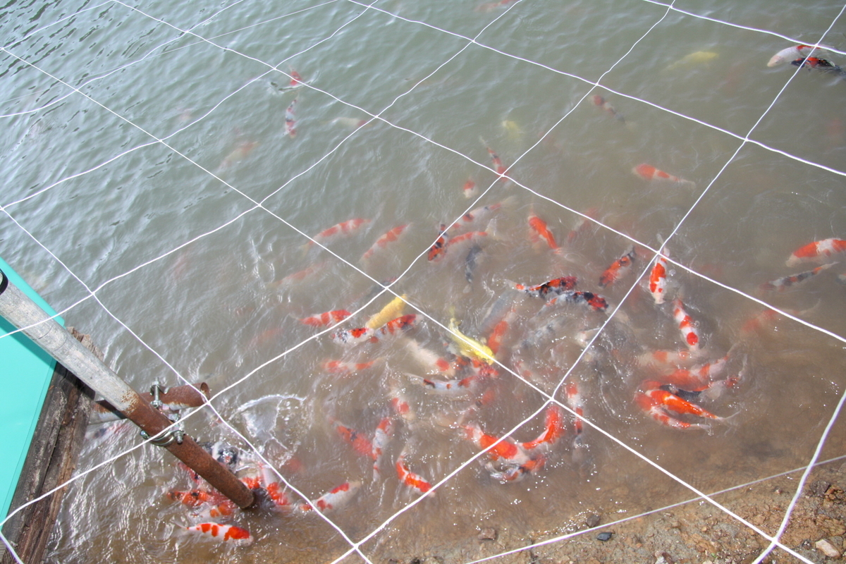 f:id:koikoimatsuda:20200703191934j:plain