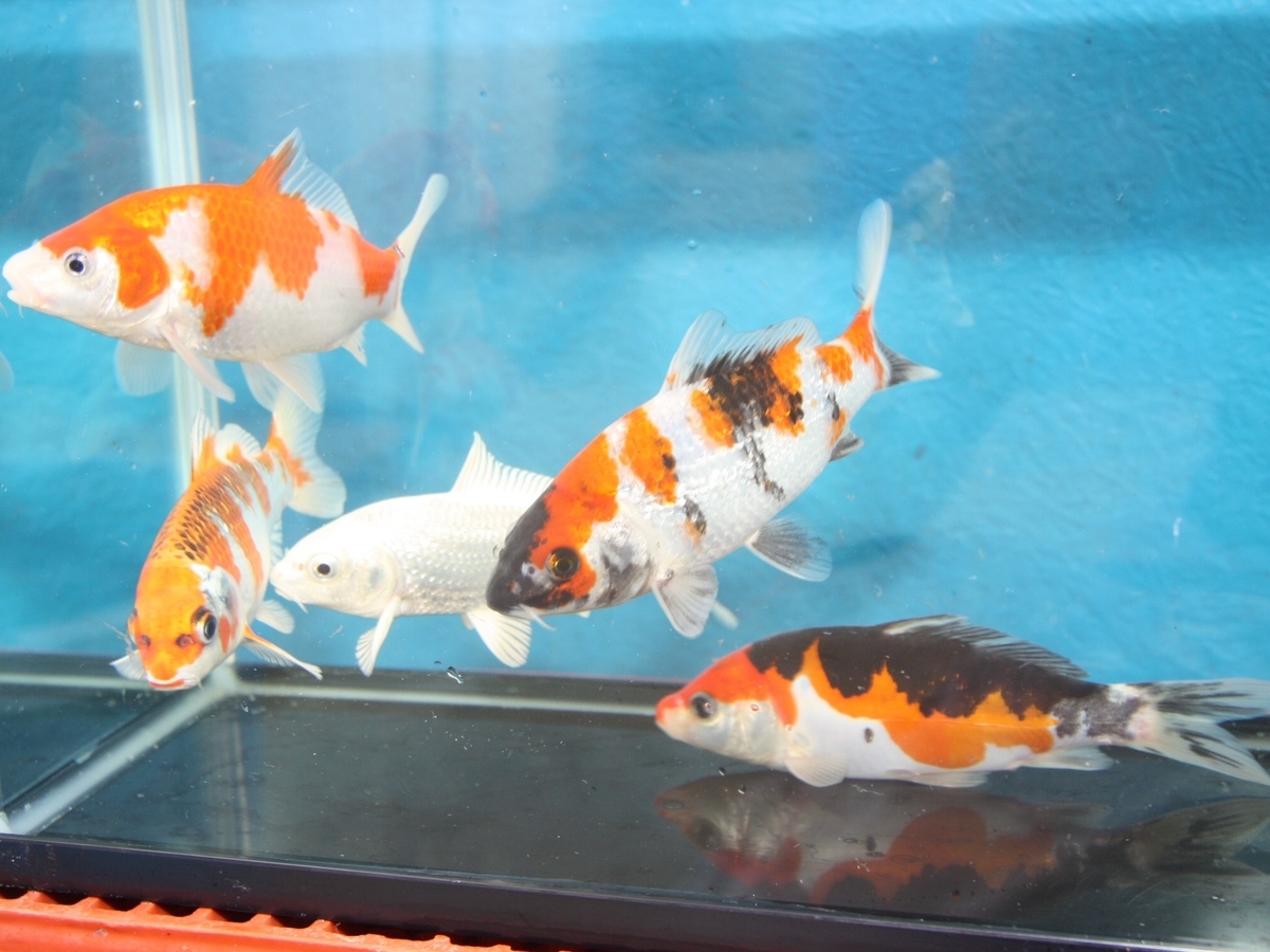 f:id:koikoimatsuda:20200706193716j:plain