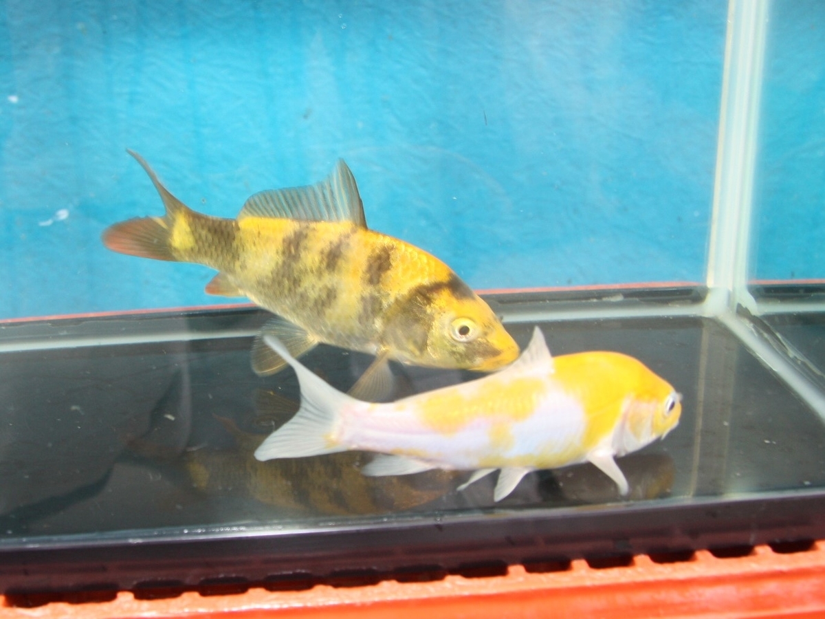 f:id:koikoimatsuda:20200706194111j:plain f:id:koikoimatsuda:20200706194111j:plain