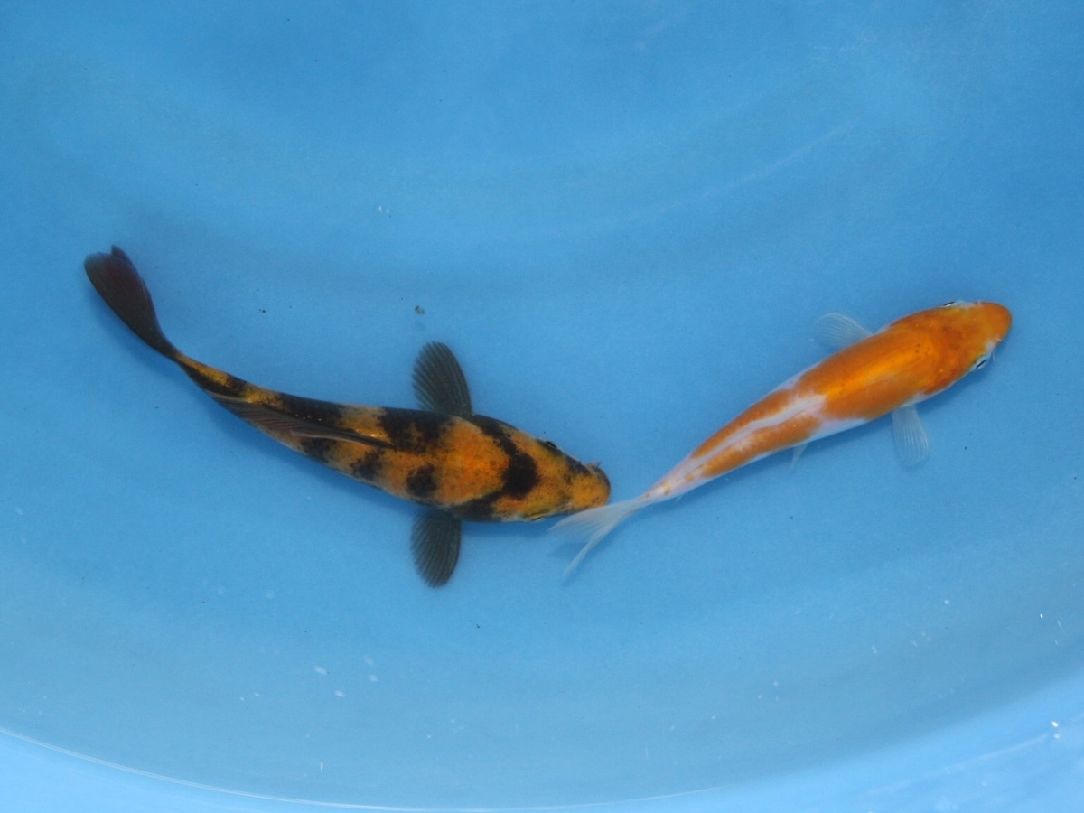 f:id:koikoimatsuda:20200706194427j:plain f:id:koikoimatsuda:20200706194427j:plain