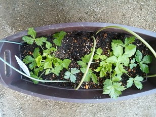 三つ葉 スティックセニョール 1か月経過した苗は アシタバ 芽キャベツ ブルーベリー