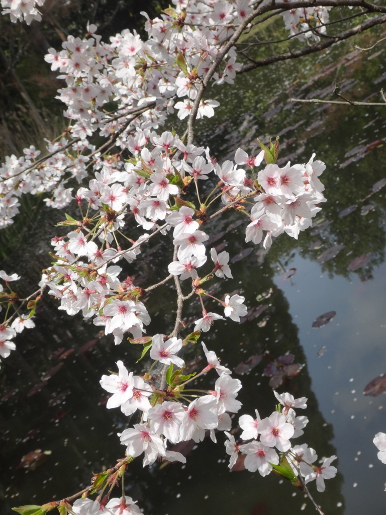 f:id:koitei:20180402100745j:plain f:id:koitei:20180402100745j:plain