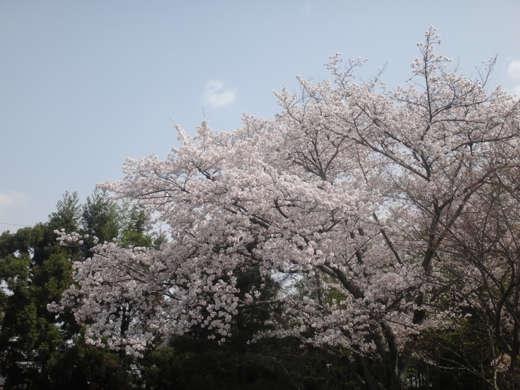 f:id:koitei:20180402100836j:plain f:id:koitei:20180402100836j:plain
