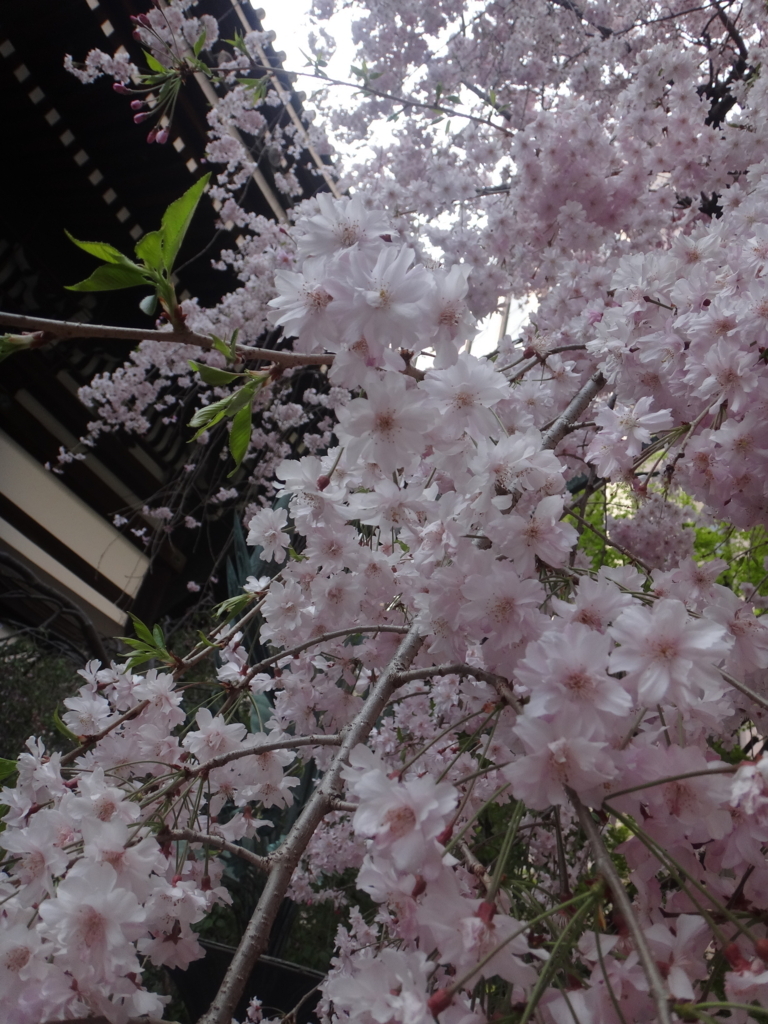 f:id:koitei:20180405212850j:plain f:id:koitei:20180405212850j:plain