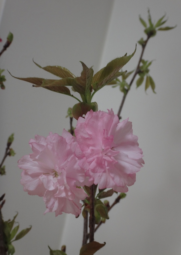 f:id:koitei:20180409234303j:plain f:id:koitei:20180409234303j:plain
