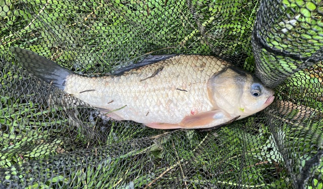 大きめの鮒を釣る - のべ竿で鯉を釣る男