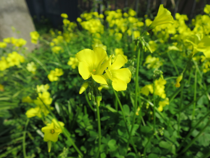 f:id:koji-x:20140416012253j:plain