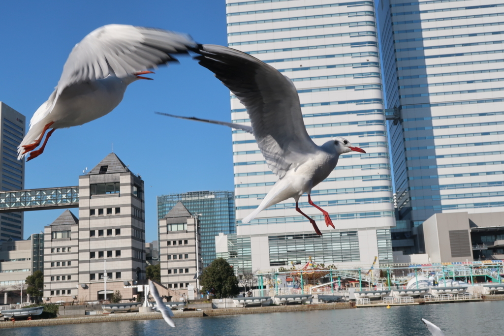 f:id:koji-x:20180303130133j:plain