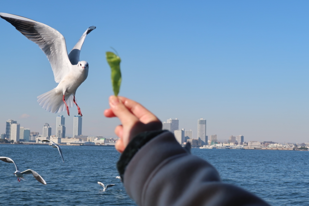 f:id:koji-x:20180303132211j:plain