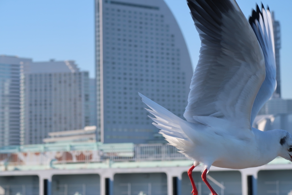 f:id:koji-x:20180303133625j:plain