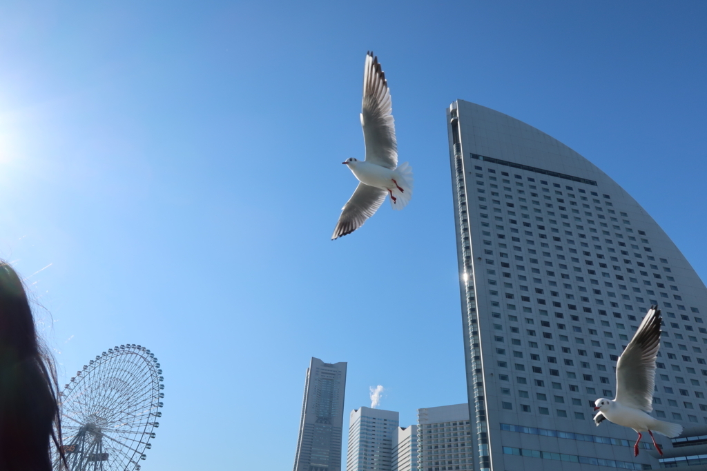f:id:koji-x:20180303142832j:plain