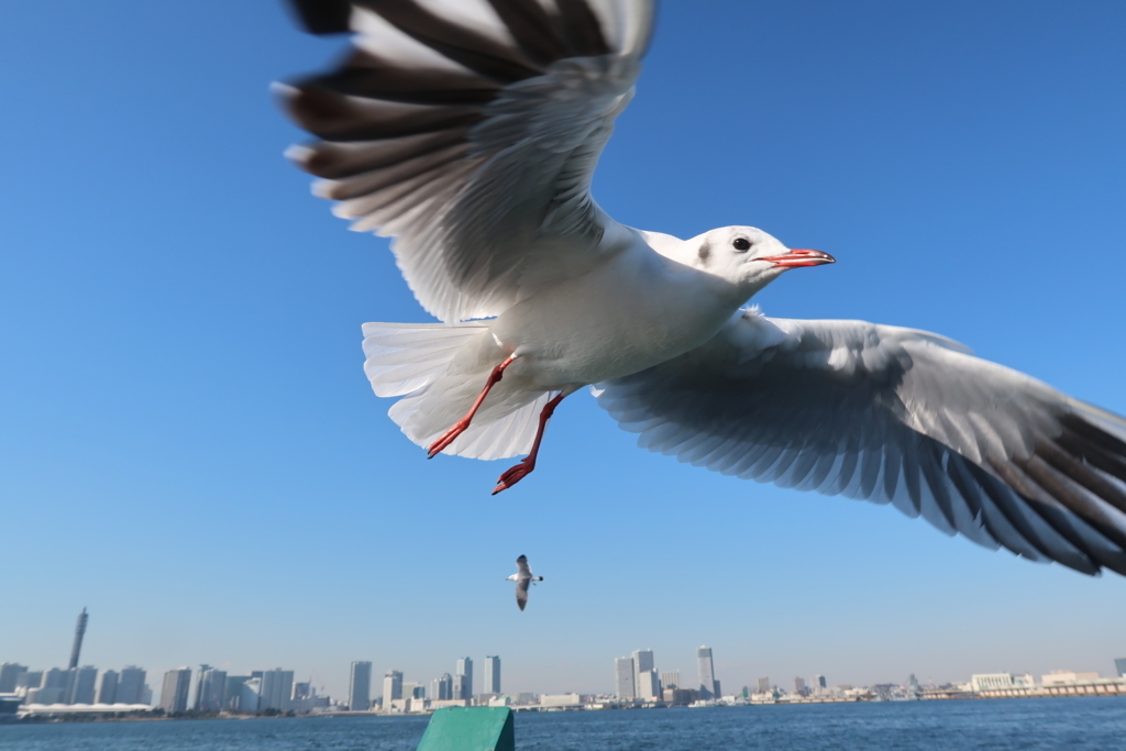 f:id:koji-x:20180303142854j:plain