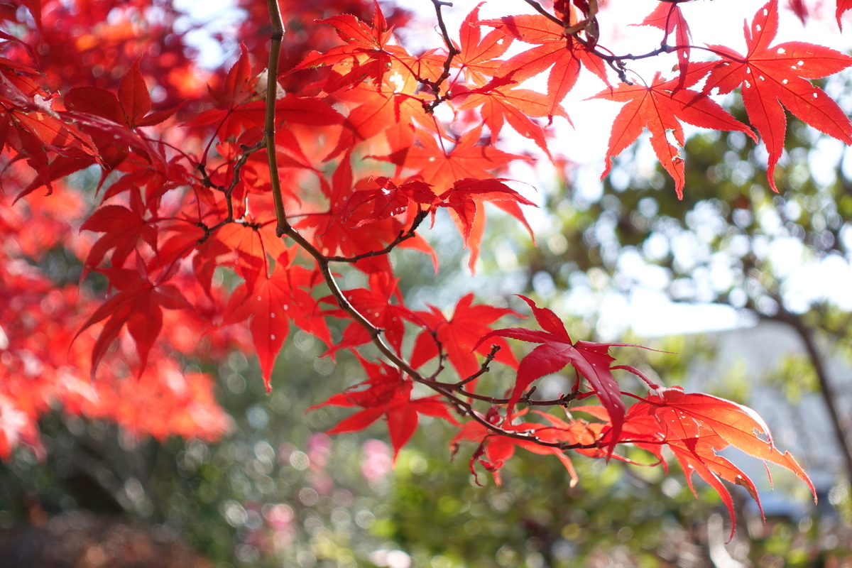 飯能市の紅葉。2.4倍ズーム。