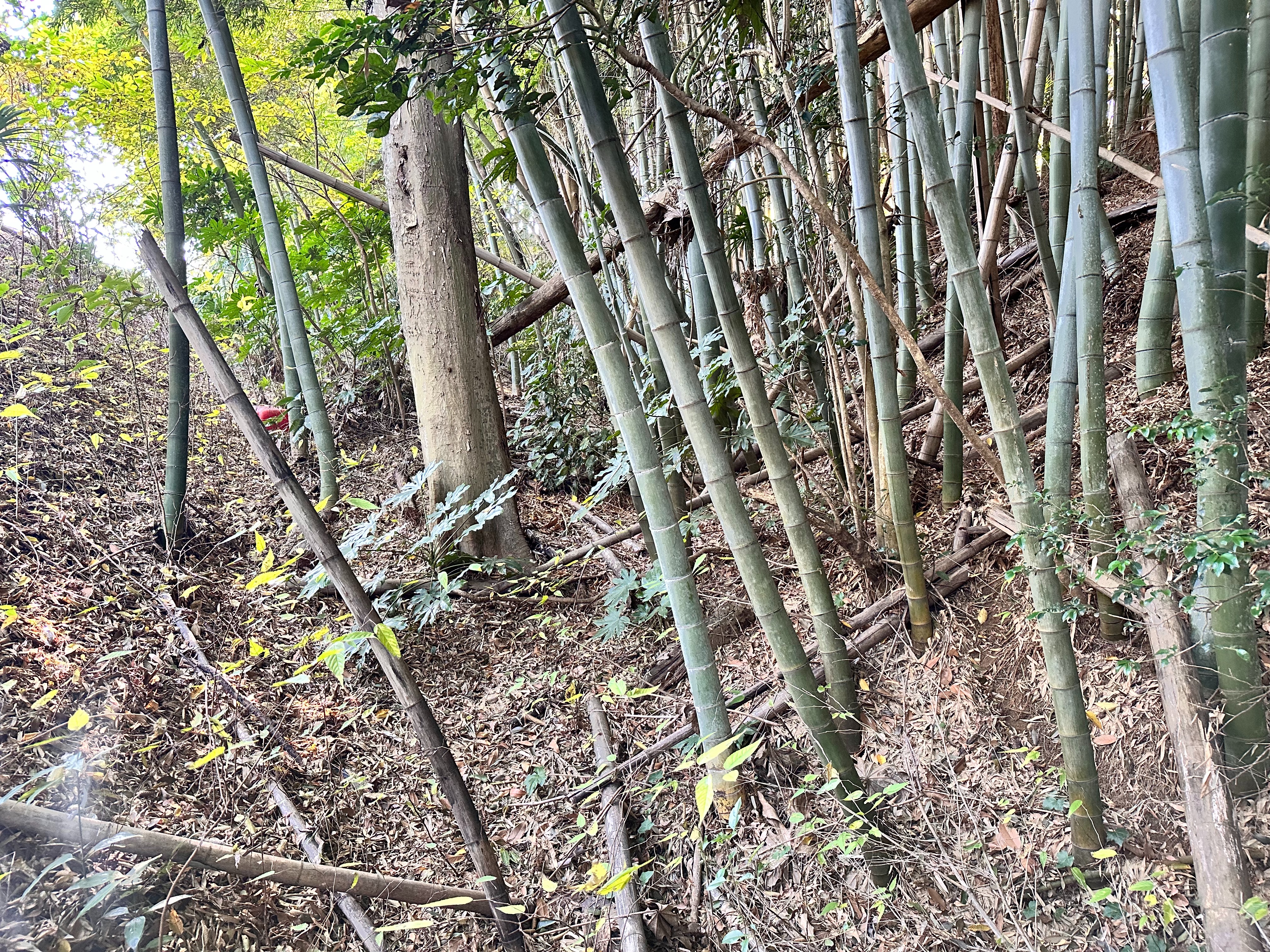 f:id:koji_cilvie:20231201204300j:image