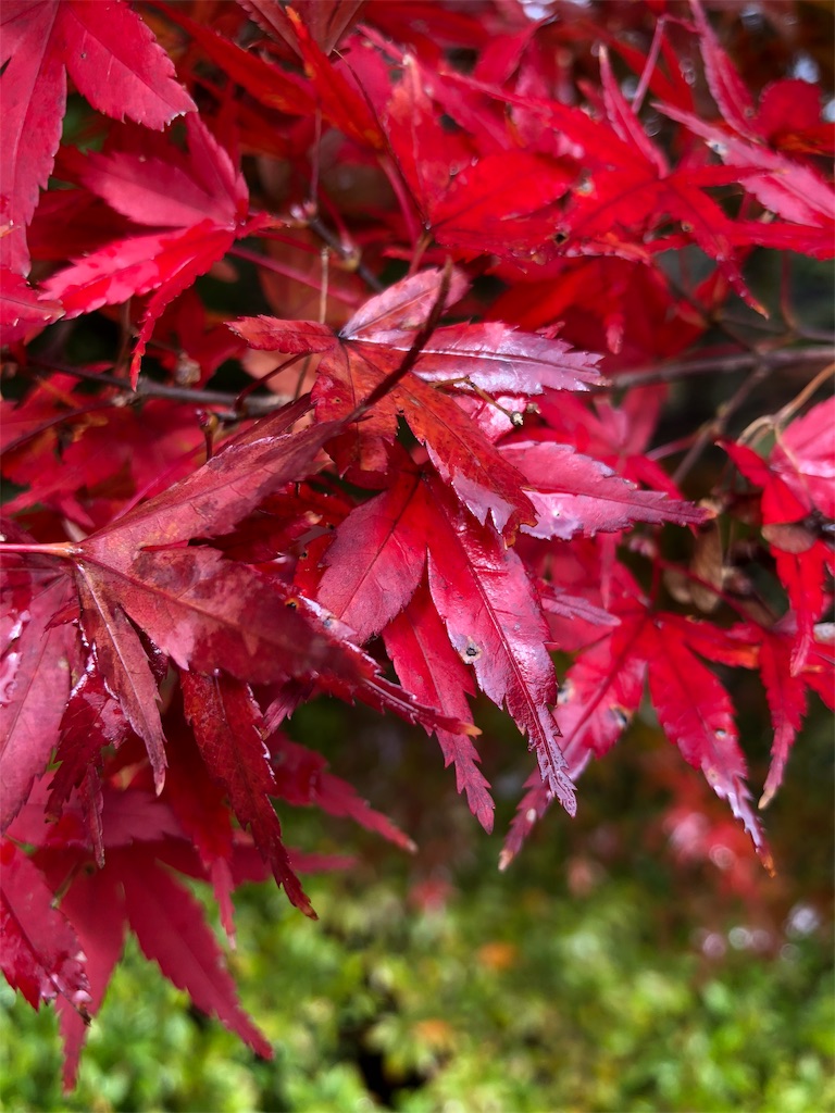 f:id:koji_koji_koji:20181106003654j:image