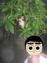 f:id:kojicorner:20140706211715j:image:right
