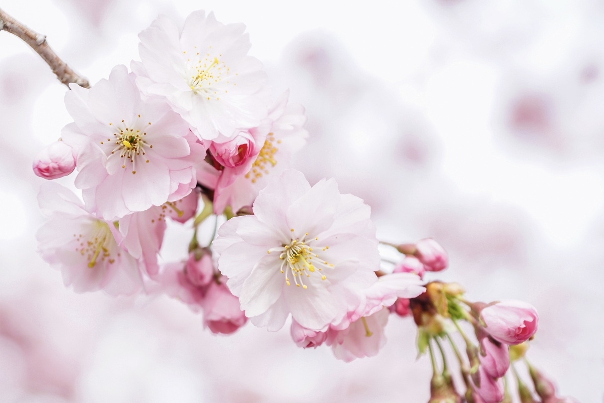 f:id:kojikensan:20220203161037j:plain