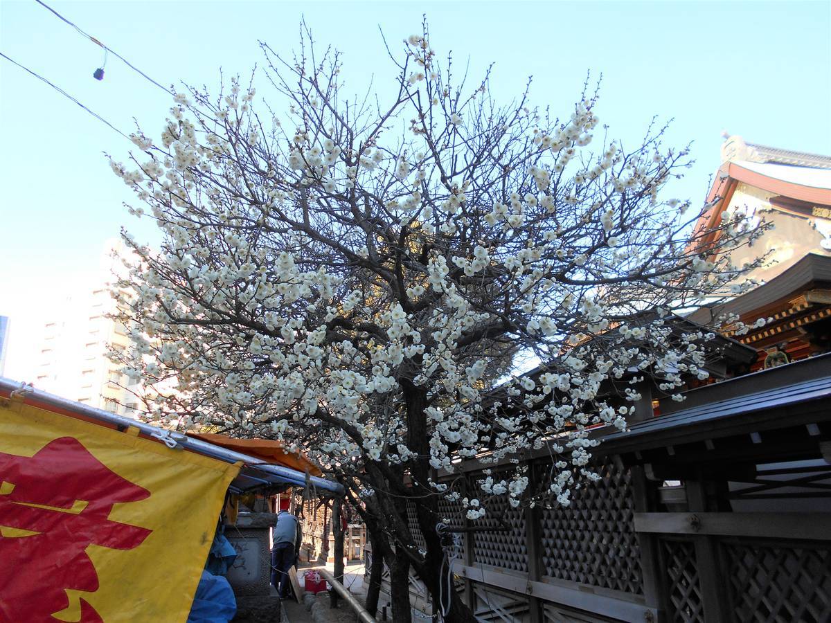f:id:kojikint70:20200212083951j:plain