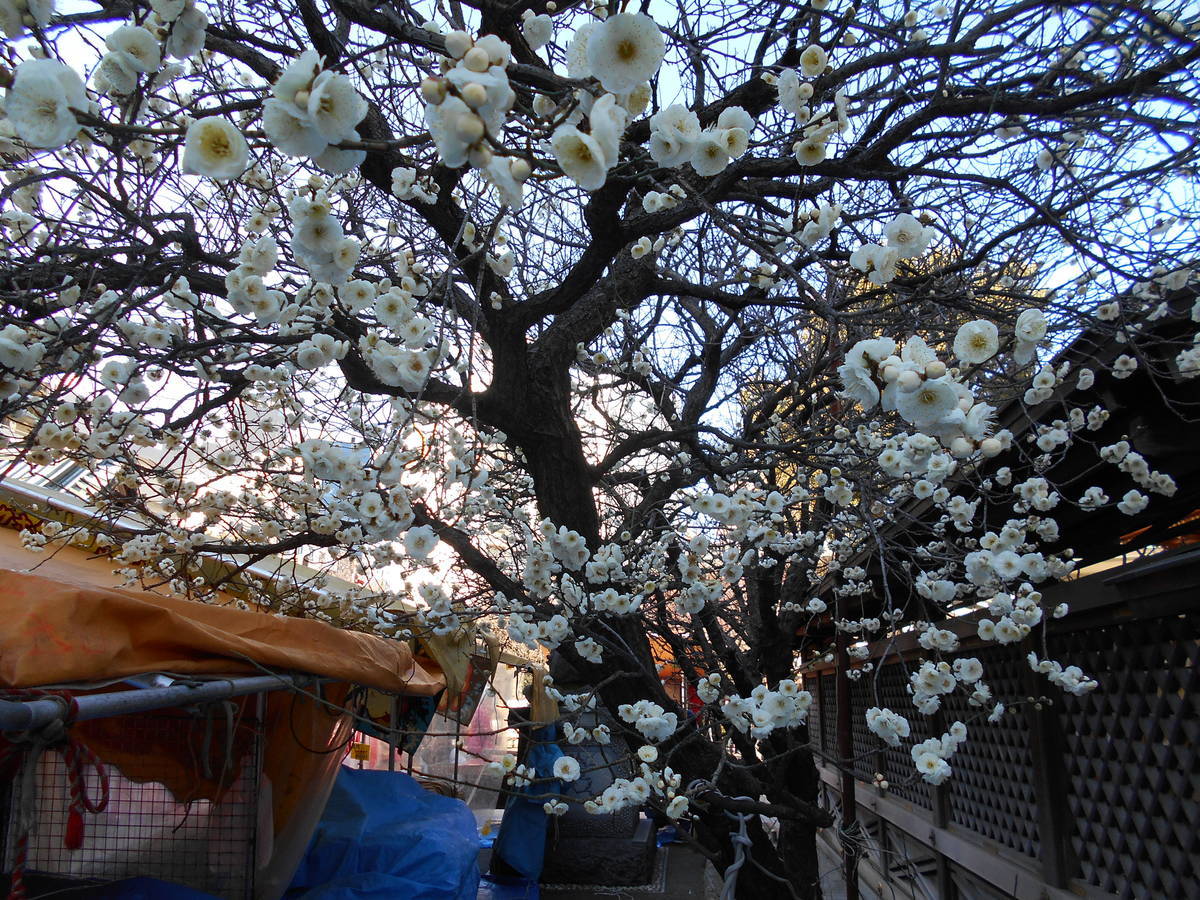 f:id:kojikint70:20200212084029j:plain
