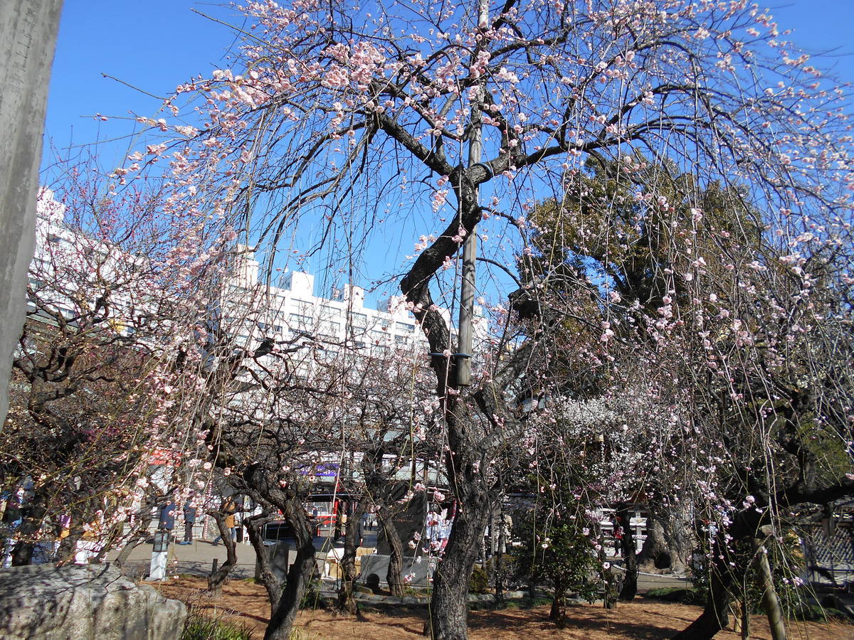 f:id:kojikint70:20200212084326j:plain