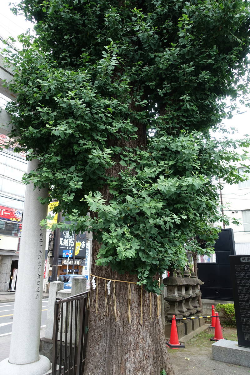 f:id:kojikint70:20200704090103j:plain