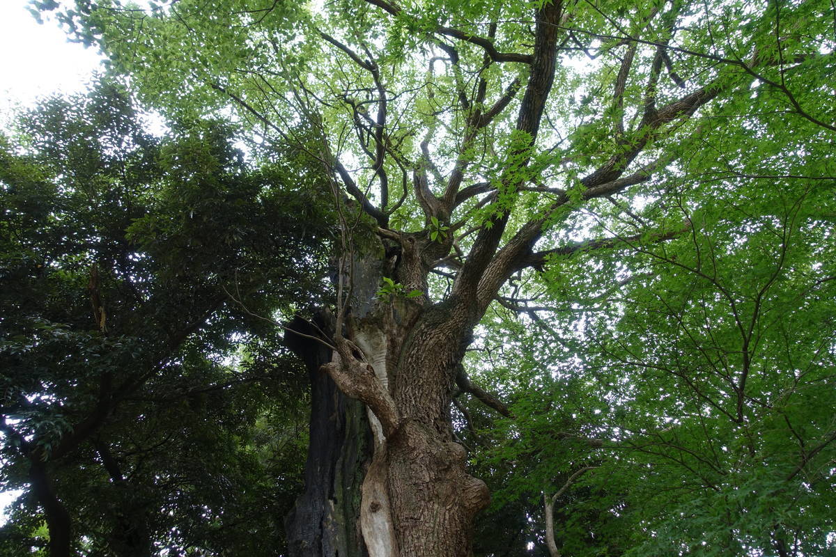 f:id:kojikint70:20200714211542j:plain