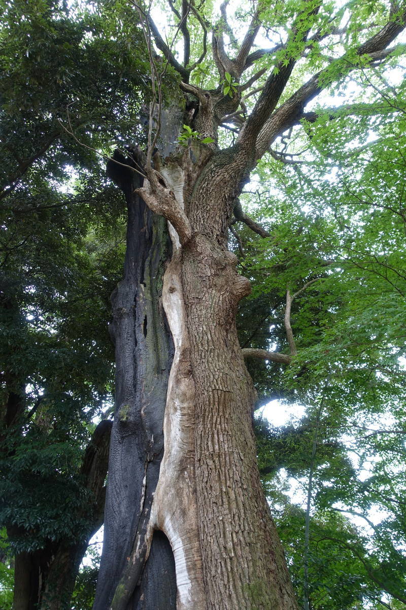 f:id:kojikint70:20200714211635j:plain