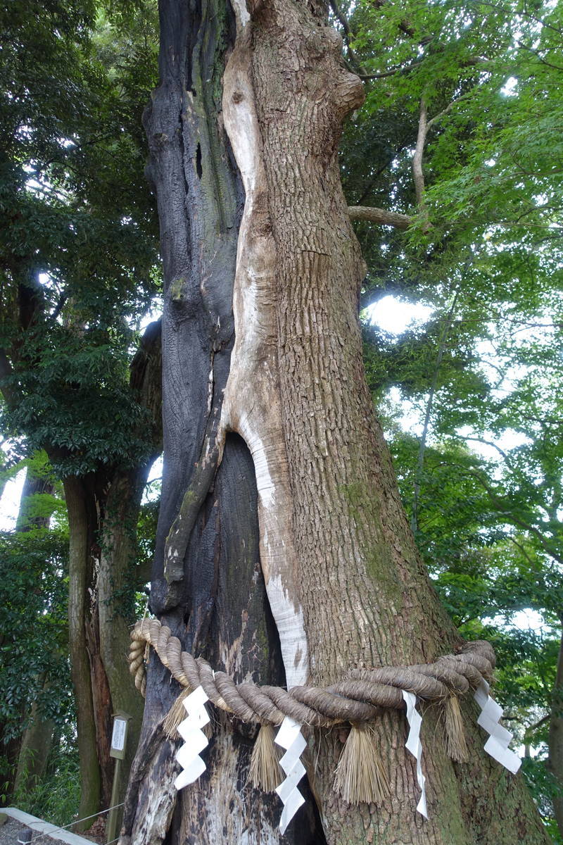 f:id:kojikint70:20200714211754j:plain