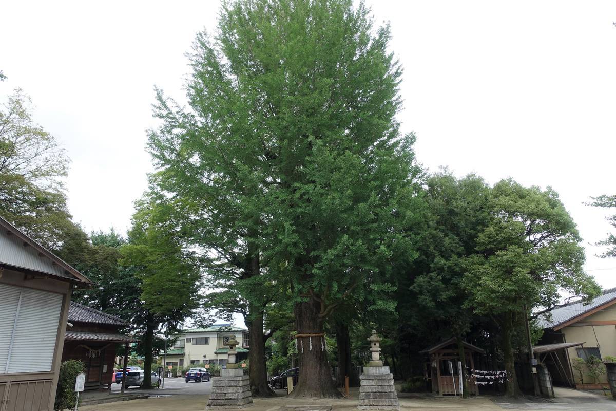 f:id:kojikint70:20200718170259j:plain f:id:kojikint70:20200718170259j:plain