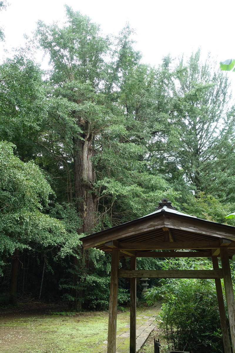 f:id:kojikint70:20200731160151j:plain f:id:kojikint70:20200731160151j:plain