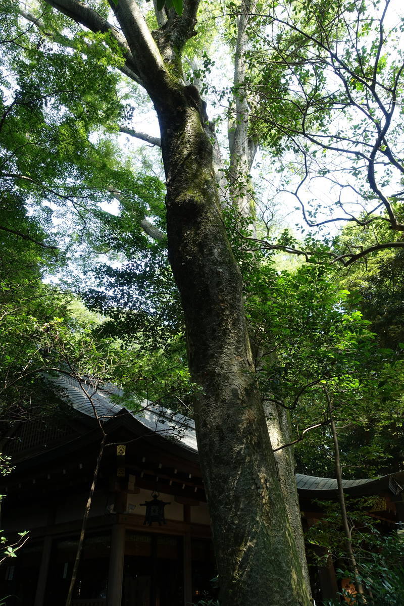 f:id:kojikint70:20200815153835j:plain f:id:kojikint70:20200815153835j:plain