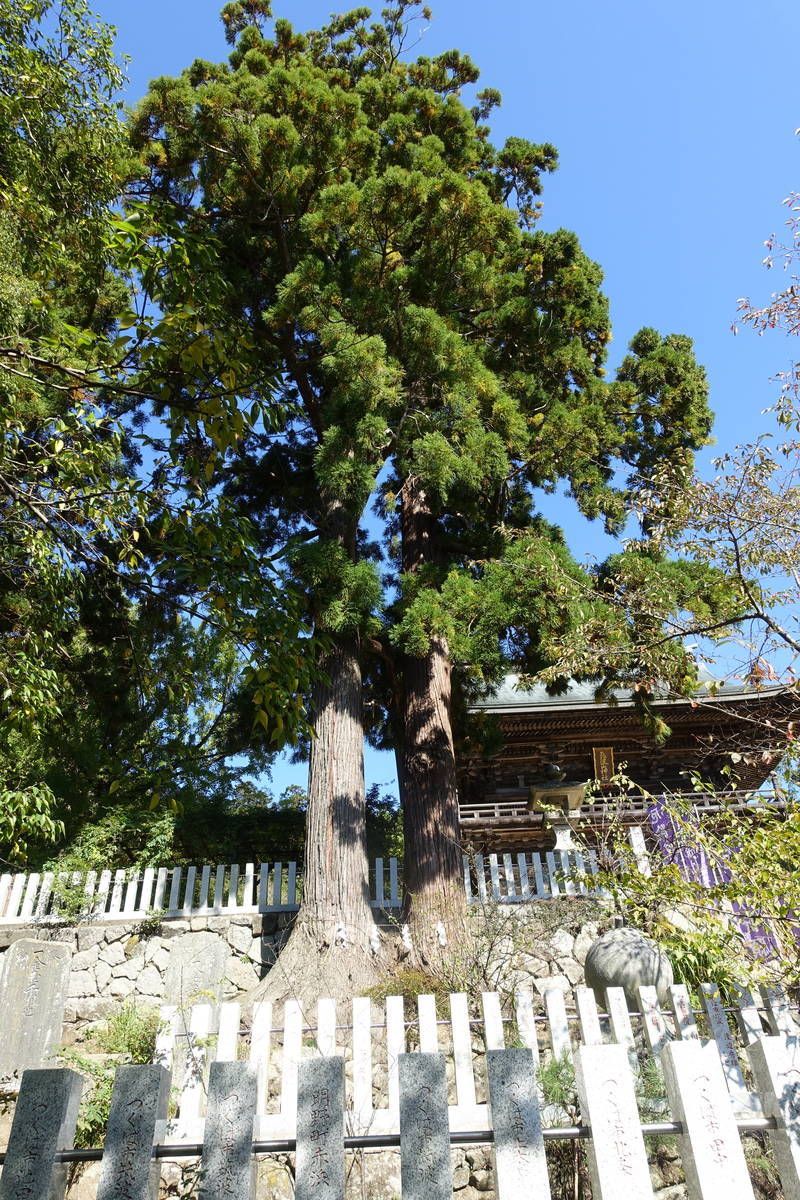 f:id:kojikint70:20201027202728j:plain