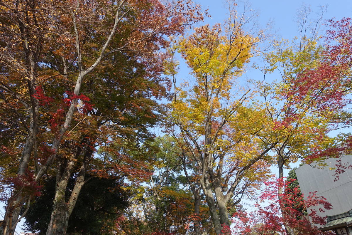 f:id:kojikint70:20201120095603j:plain