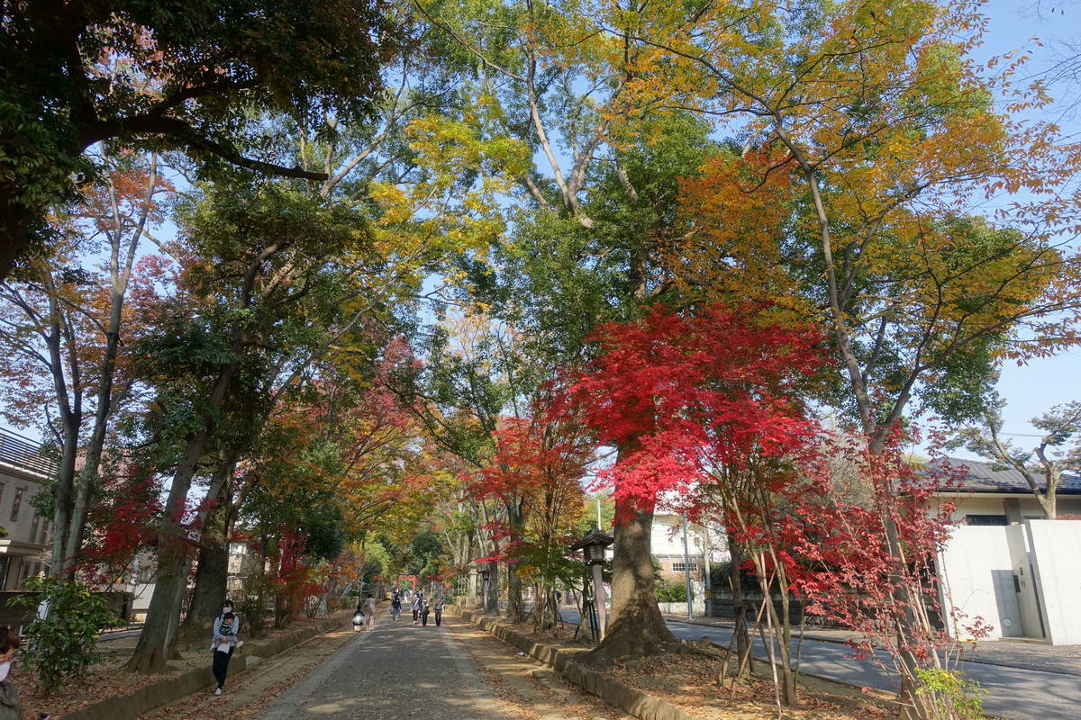 f:id:kojikint70:20201120095636j:plain