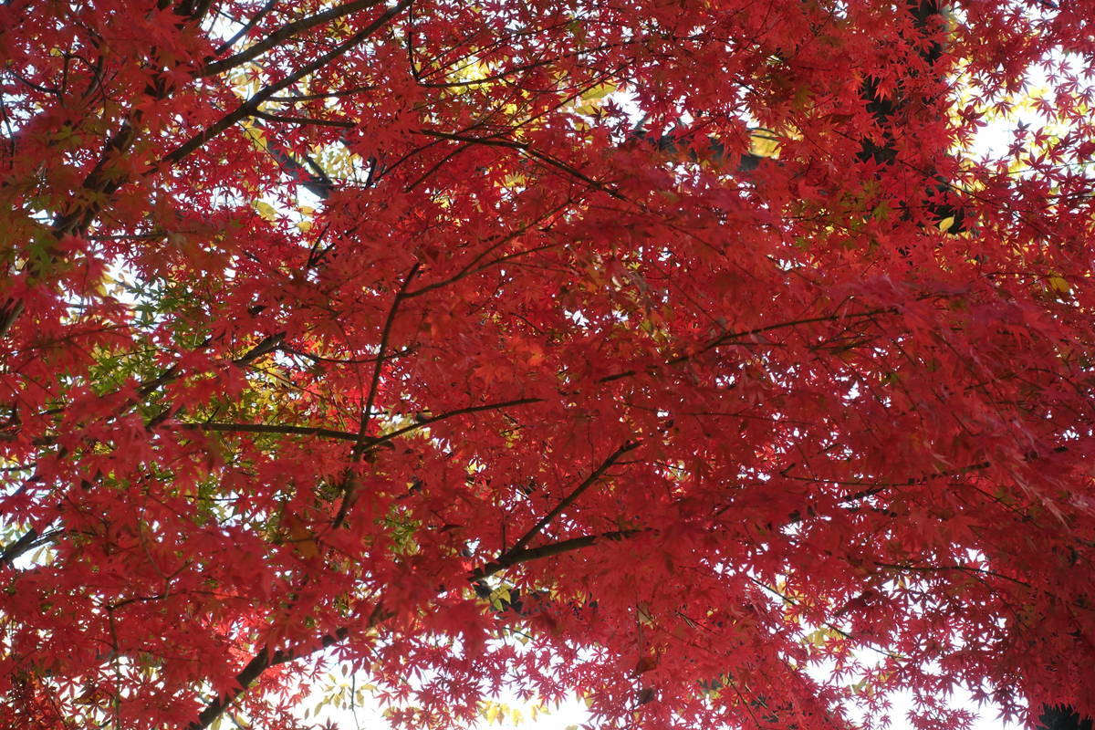 f:id:kojikint70:20201120100100j:plain