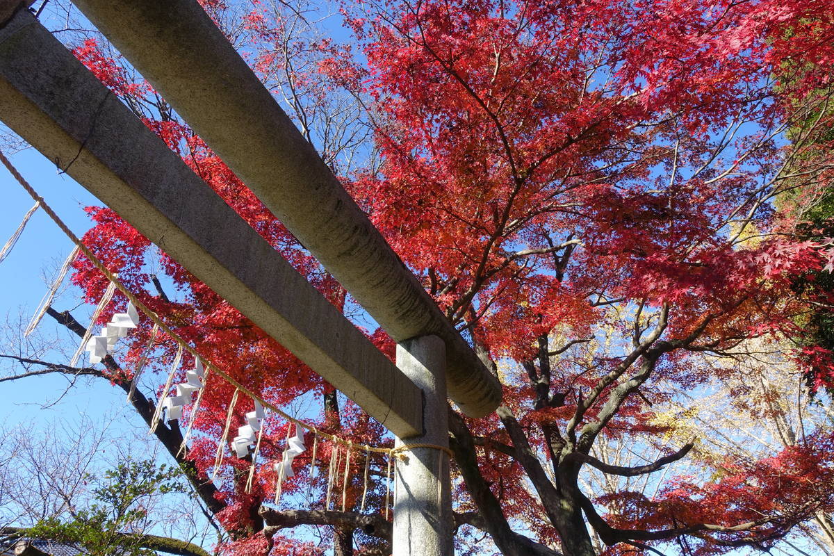 f:id:kojikint70:20201206190934j:plain